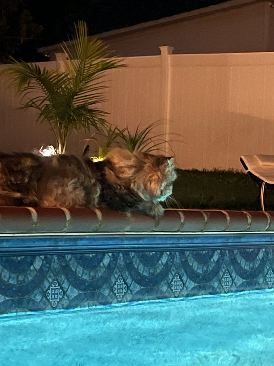 GailAsche's tweet photo. Her attention goes from me to fireflies and then the bugs determined to drown themselves in the pool. #CatsOfTwitter #poolcat @mn_hwk https://t.co/gGfbxGbUXa