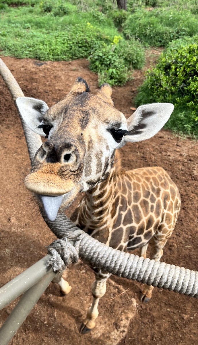 RTrauwitz's tweet photo. Y que nos sacan la lengua. Los viajes se siguen viviendo al regresar #giraffecenter #nairobi #kenya #petraesmioperadora👣 #WEbyPeTra #FAMPeTra https://t.co/9M0UH2qeQ8