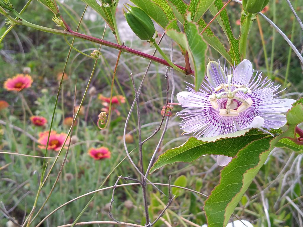 GregsAnswers's tweet photo. You can never get rich working.
Dream a bit. #gregsanswers #follo4fun PassionFlower and Indian Blanket Flowers #wednesdaythought https://t.co/4F7PiT3bNo
