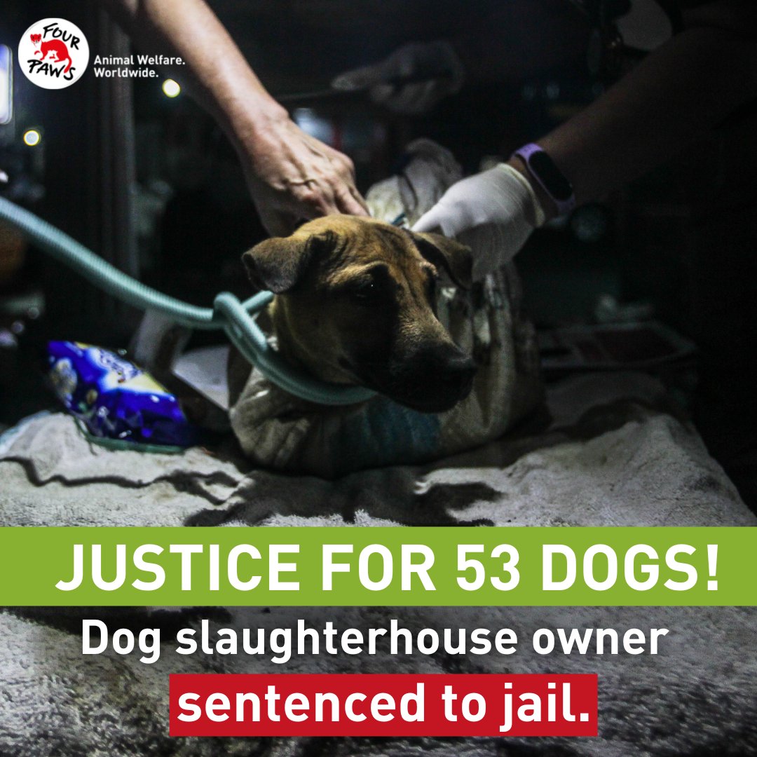 Can You Go To Jail For Leaving A Dog In The Car