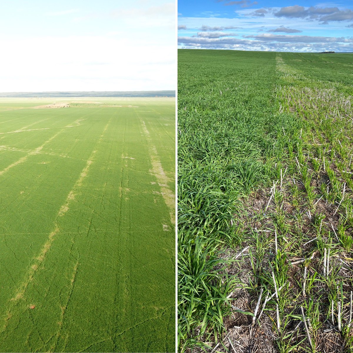 Cattle have selectively grazed Illabo wheat in strips ~36mt apart, paddock spread @ 36mt with 70N + 20K ~10 days prior to grazing. Is it the N or K they don’t like or both ?