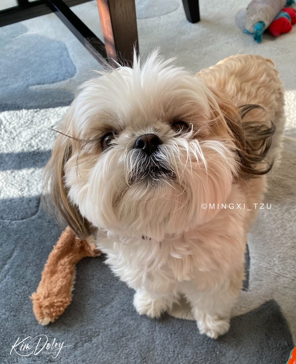 MingxiTzu's tweet photo. Oh hi. I was wondering if you want to play wif me? 🧸🦴🐾♥️
#dogsoftwitter #bekind #Playtime #mingxiTzu #FlatFox https://t.co/jalpwrGZJk