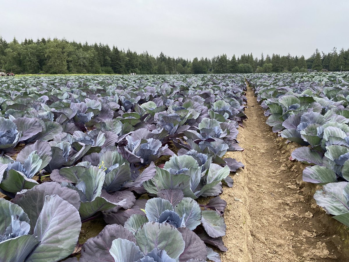 AppleHank's tweet photo. Out in the fields today! Veggie and potatoes looking good! @syngentacanada #bcveggies https://t.co/y42Z1pRW70