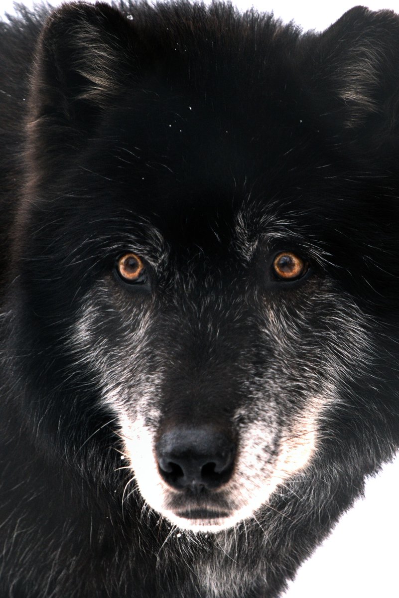 HourlyWolves presents: