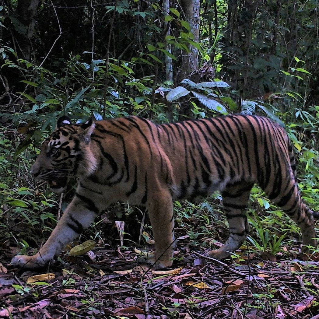 We celebrate these beautiful beings on World Photography Day! They say a picture is worth a thousand and words, and that's true of these ones! All photos are from camera traps in Sumatra🧡🐅📷

#InternationalTigerProject #ITP #WorldPhotographyDay #TigerPhotos #LoveTigers