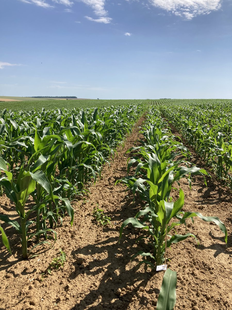TVoiret's tweet photo. On continue nos visites d’essais @DEKALB_FR pour noter les débuts de cycle en #maïs 🌽 mais aussi les fins de cycle en #colza 🌱 ! Qu’il fait chaud bon Dieu dans les champs 🥵🥵 https://t.co/QJSTJAbOVd