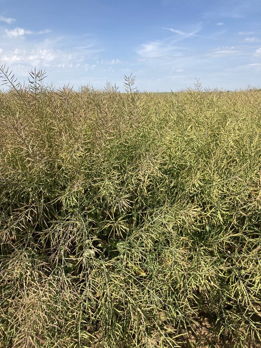 On continue nos visites d’essais <a href="/DEKALB_FR/">DEKALB-FieldView by Bayer France</a> pour noter les débuts de cycle en #maïs 🌽 mais aussi les fins de cycle en #colza 🌱 ! Qu’il fait chaud bon Dieu dans les champs 🥵🥵