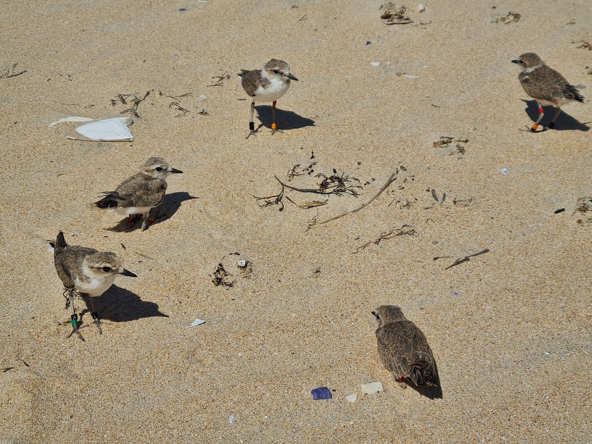 UGTForestaisGZ's tweet image. #AxentesAmbientais Distrito IV colaboran ca @UniversidadeUSC na medición, pesaxe, ,anillamento e solta de exemplares de píllara criados no CRF Oleiros ao non ser viables as postas nas praias.