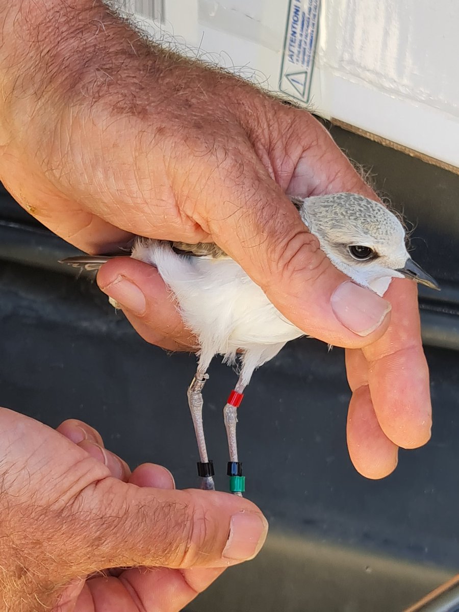 UGTForestaisGZ's tweet image. #AxentesAmbientais Distrito IV colaboran ca @UniversidadeUSC na medición, pesaxe, ,anillamento e solta de exemplares de píllara criados no CRF Oleiros ao non ser viables as postas nas praias.