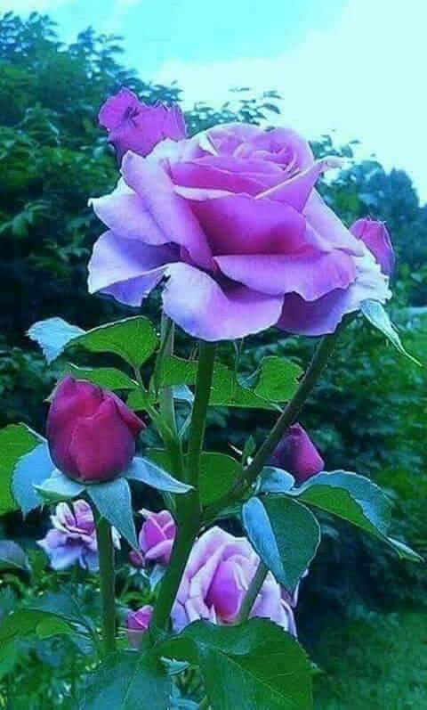 BetterL46181278's tweet photo. Alaayous3: @BetterL46181278 @GassmenShosha @__Mo_o__n__ @JATTSOPRANO316 @szentandrassym @JoseCastroVaca1 @ShesheJasmine @EOtirolf @Linyuling99999 @Natalia81314750 @MistressTepco @nkahlynn @Redrose_0625 @Magdale_Aguilar @mohamed12892728 @kn_jui @Leah2477 https://t.co/ly3xPpIvUD