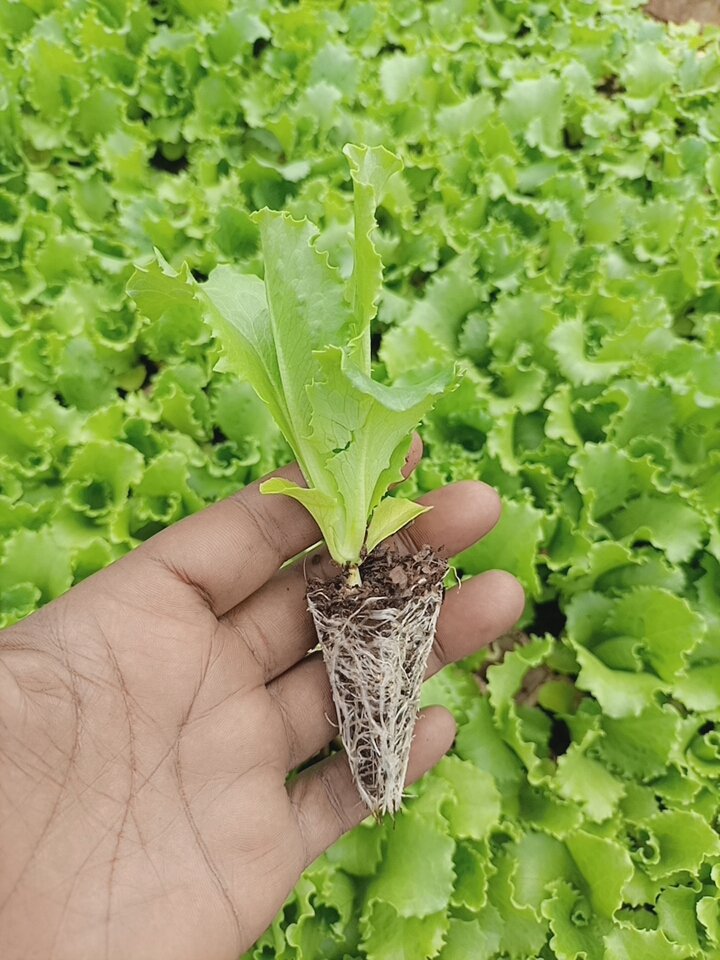 2000 lettuce seedlings are available in our extras section ready for transplanting 

Variety is commander. To order seedlings please whatsapp 
+263783025005

#farming