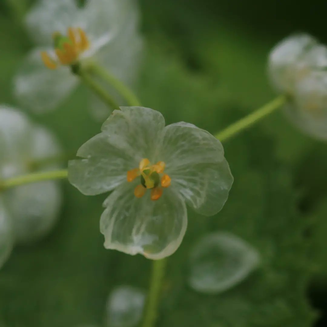 たーさん 雨に濡れると透明になる花 サンカヨウ 山荷葉 別名スケルトンフラワー 不思議な花です サンカヨウ 会津 T Co Hzatbnn2xy Twitter