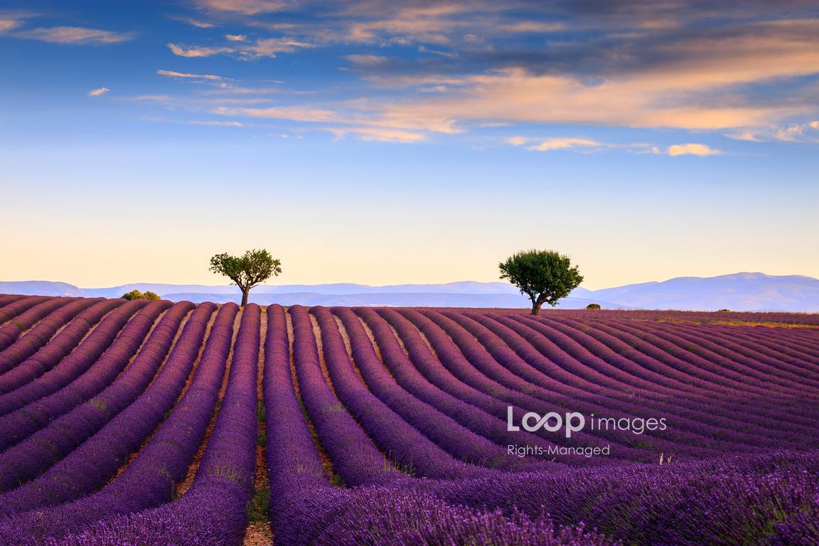 Lavender fields in the early morning #chriswarren #provence #france #lavendar #purple #field #essentialoils #pattern #CotedAzur #rows #plateau #colourful #trees #lines #regular #dawn #valensole