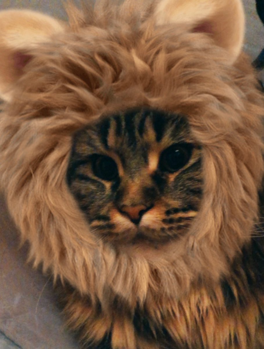 ghizalaavan's tweet photo. @Number10cat I’m Luna the lion https://t.co/cgK2VzsOJp