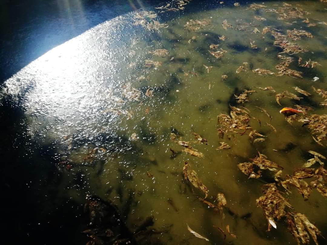 ReenvalSA's tweet photo. Dit is nege uur die oggend in #Clocolan en die #ryp is nie gesmelt nie. Die dam het ook begin vries. Was - 8 laasnag
📷Vollie Volschenk 
@SAWeatherServic @NoordWesWeer @AfricaWeather_ @peoples_weather @VoxWeatherZa @ewnreporter @Amorersg @willempelserrsg @RadioHoutstokFM https://t.co/7QPAhcouSV