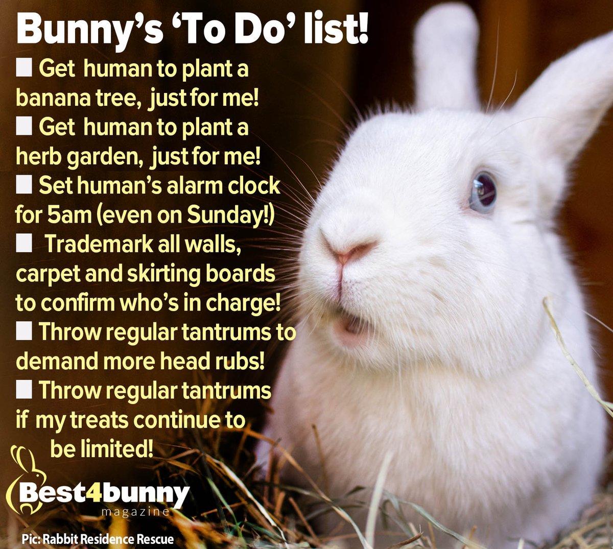 Best4bunny's tweet image. Would your bunny's 'To Do' list look like this?
best4bunny.com