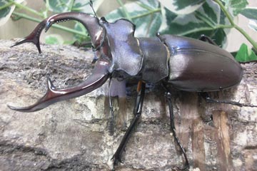 昆虫名】アクベシアヌスミヤマクワガタ 【学名】Lucanus cervus