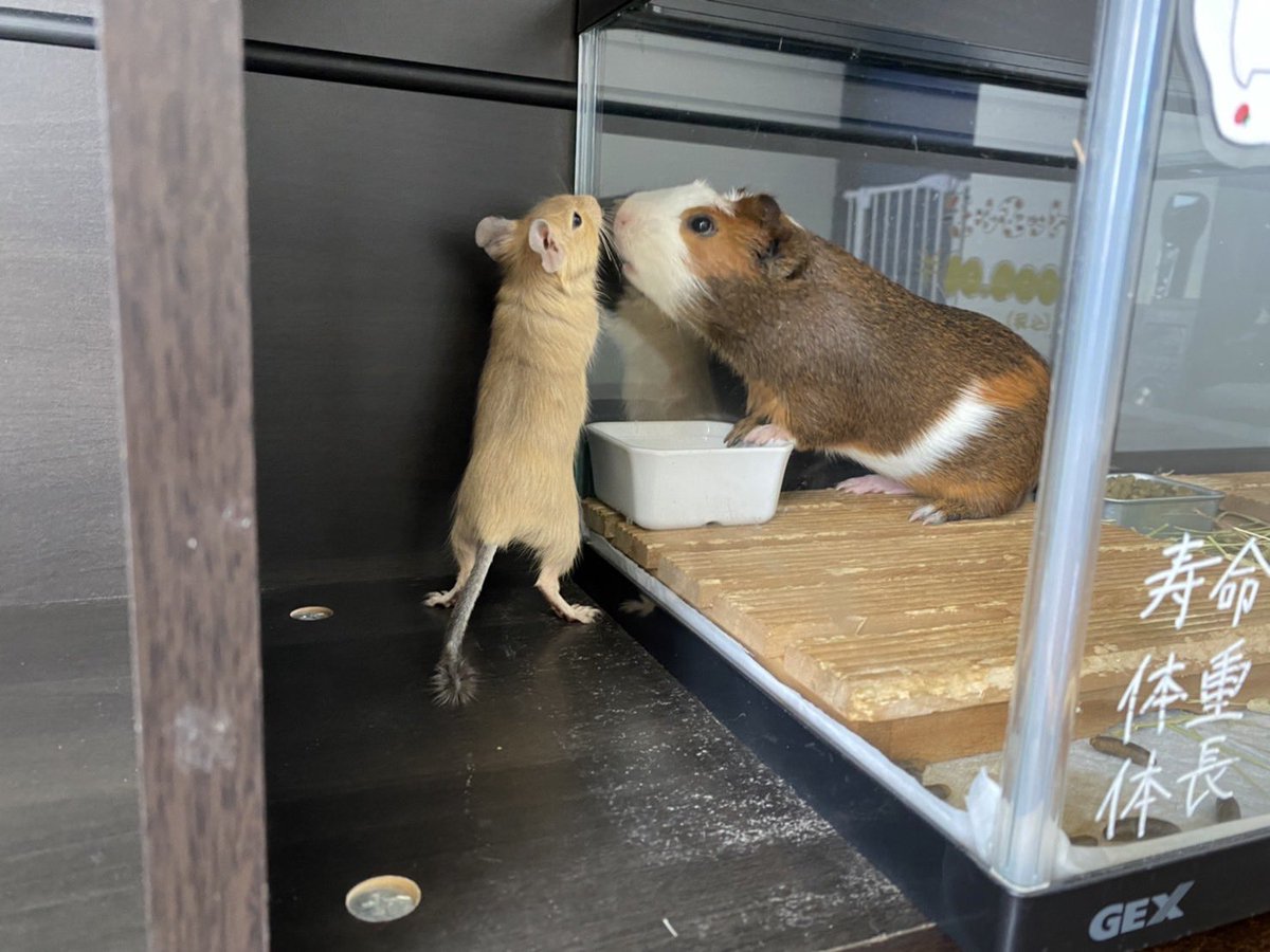peerlab_22's tweet photo. モルとデグーの出会いキタ━(゚∀゚)━!♡
何話してるんでしょうね🤤🤭
#peerlab #ピアラボ #エキゾチックアニマル #ハムスター販売 #デグー販売 #モルモット販売 #ステップレミング販売 #チンチラ販売 #うさぎ #販売 #ハリネズミ販売 #福岡 #北九州 #モルモット #デグー https://t.co/PvxwvI2pBz