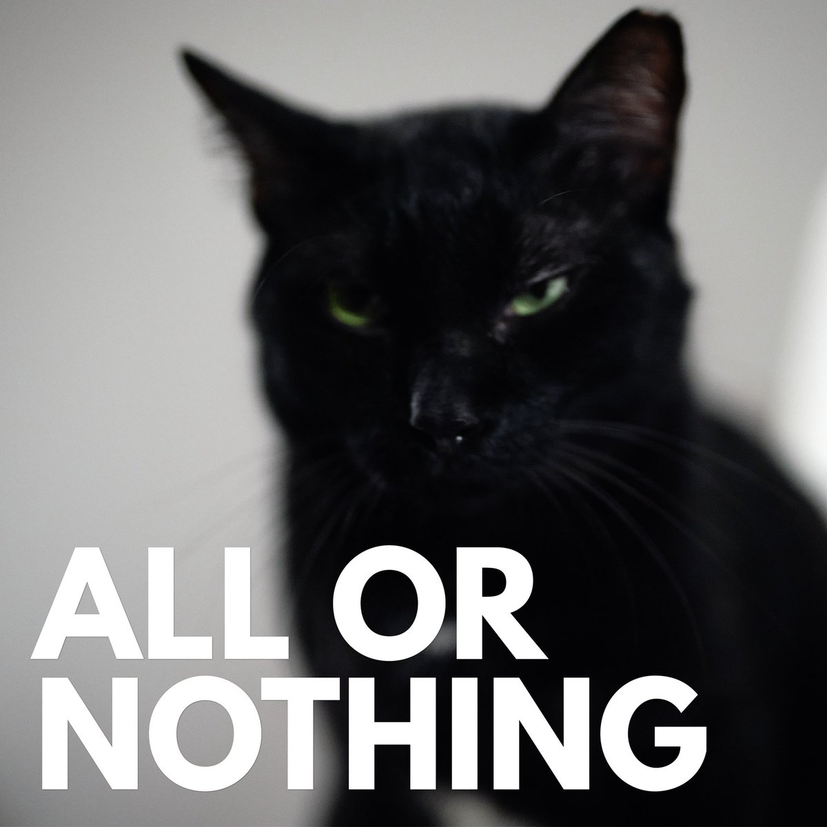 A heavy, groovy, riffy number with fuzzy guitars and raunchy vocals, ‘All Or Nothing’ is a track set to get people pumping, dancing and all out partying 🕺🏻🐈🎉

Pre-save the latest single from Ultra Mega Cat Attack, out at midnight: orcd.co/umca-allornoth…