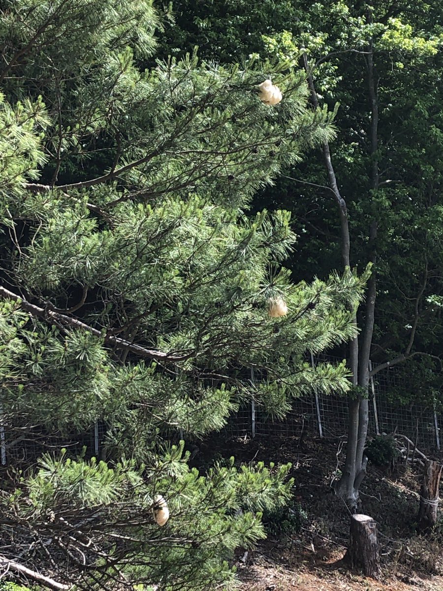 🐸ニュース２弾。#モリアオガエル は兵庫県内での絶滅が危惧されている #希少種 です。同県の #播州太陽光発電所 #三田太陽光発電所 でも観察されました。#パシフィコ・エナジー の調整池が #ビオトープ となり、生息が増えることを願います #自然保護