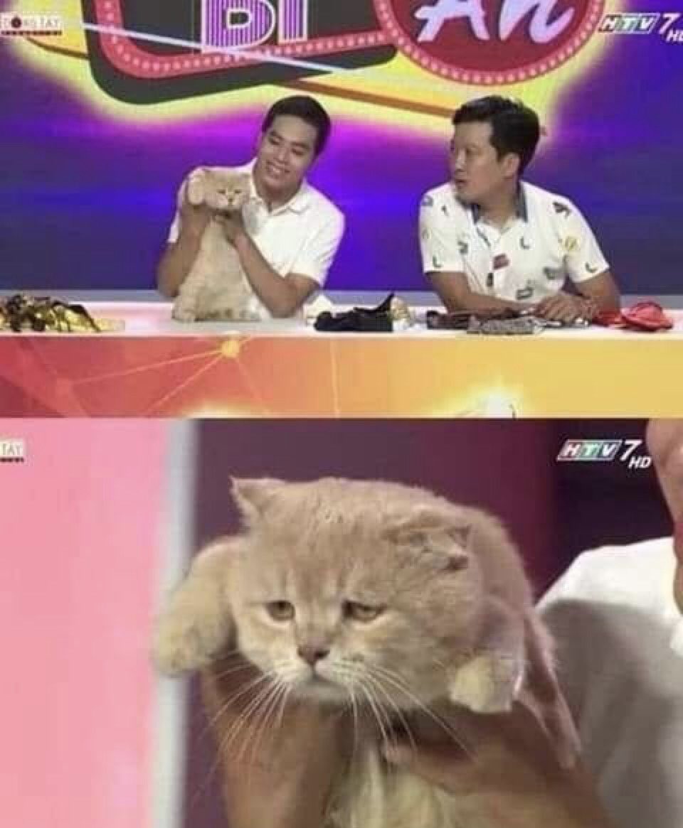 KoDreb's tweet photo. Hey everyone, time to look at this funny cat https://t.co/JyCtxZNFns