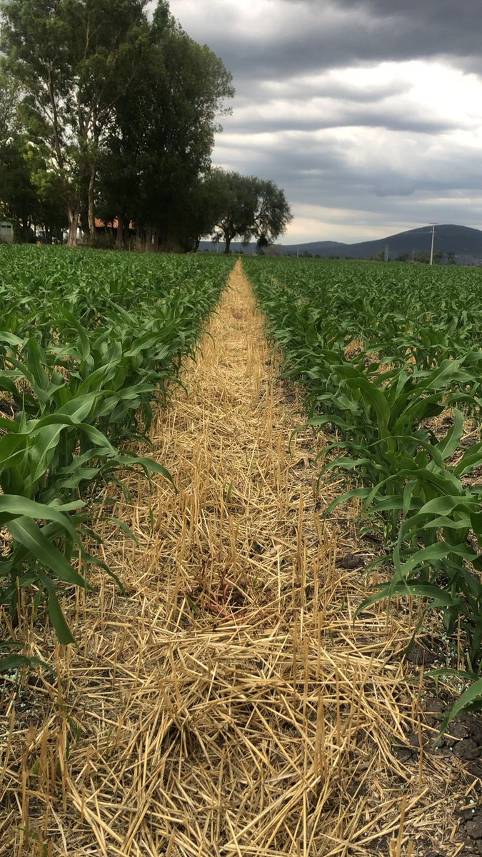 Así va el maíz de mi papá y hermano. La belleza del maíz en #AgriculturaDeConservación y un cielo nublado ☁️ 
👨🏻‍🌾 #PaisajeBajío