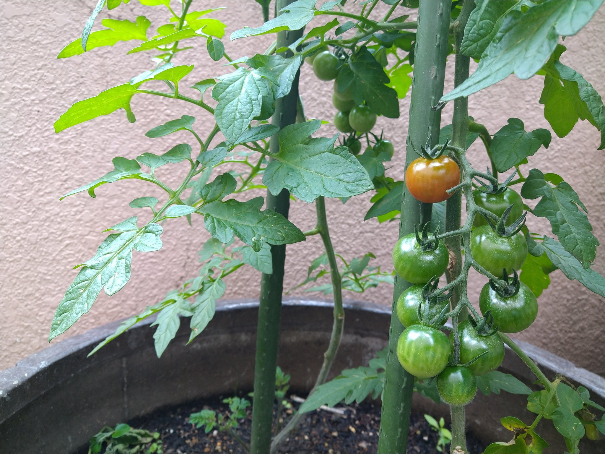 K 9696 トマトって茎に近い実から赤くなるんですね 家庭菜園 プランター栽培 野菜 プチトマト ケチャップ オムレツ オムライス トマトピューレ デミグラスソース トマトジュース 無塩 キューピー T Co Frc7xqiyhm Twitter