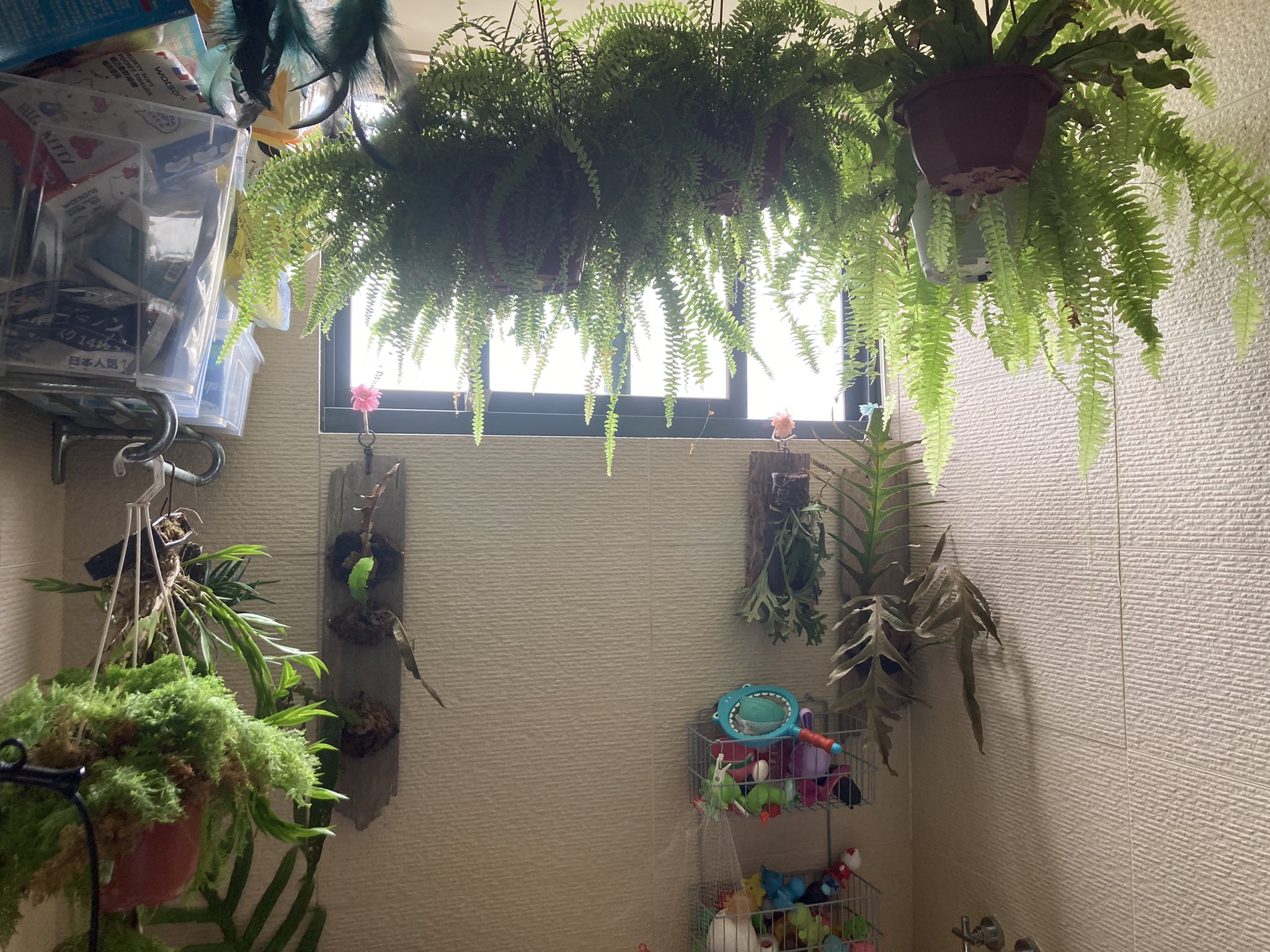 Jan小兔子童顏巨乳小隻馬地方媽媽 on Twitter: @420kzhan_ t.cojAlOTmMCfp 