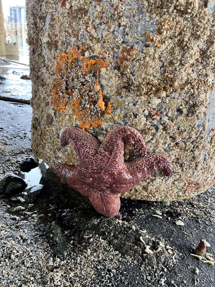 Shadiab12's tweet photo. Had an amazing time at Brackett’s Landing today for low tide! #pnw #TwitterNatureCommunity #tidepooling https://t.co/OwYJK067hJ