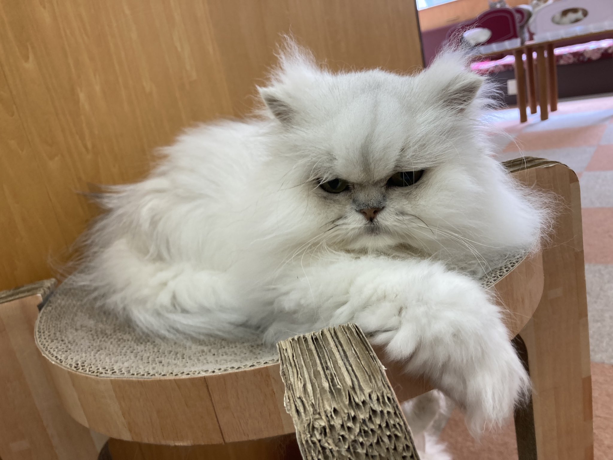 Cat Cafe にゃんこと まだ人間を見てないモフー おやつもらえるか心配モフー にゃんこと 猫カフェ 猫 高田馬場 T Co Xayezyp4bp Twitter