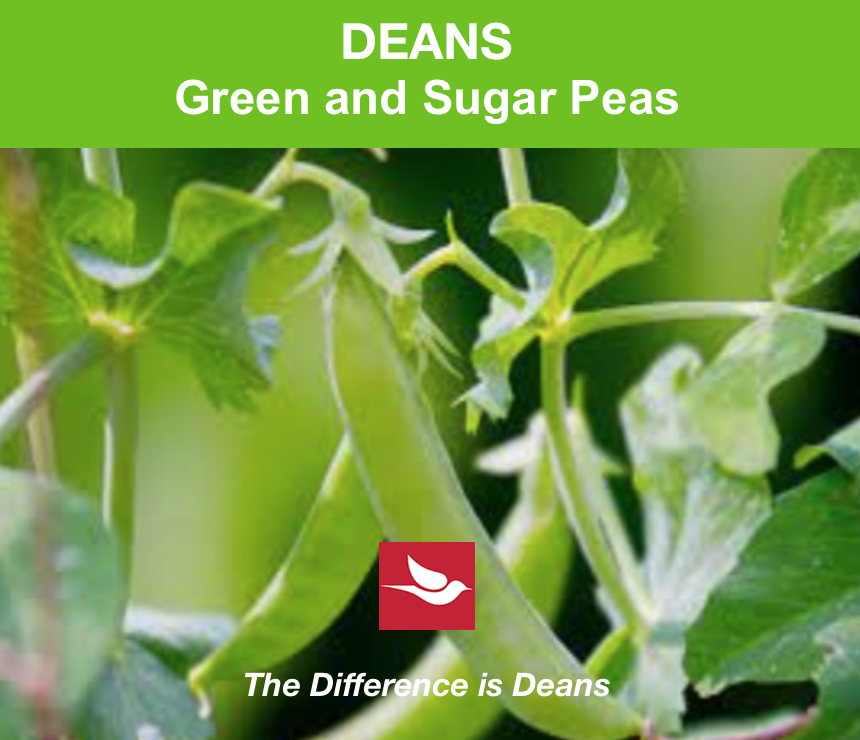 DeanInnovations's tweet photo. Green peas and Sugar peas are good to plant in June, 
and will produce a great summer crop of fresh, crisp peas.
We’ve got the magic to help them grow, White Lightening, Planet Earth, Green Sweep and Dirthuggers.  
Give us a call at 503 281-1637 tell us what you need! https://t.co/b8JT0pUJUF
