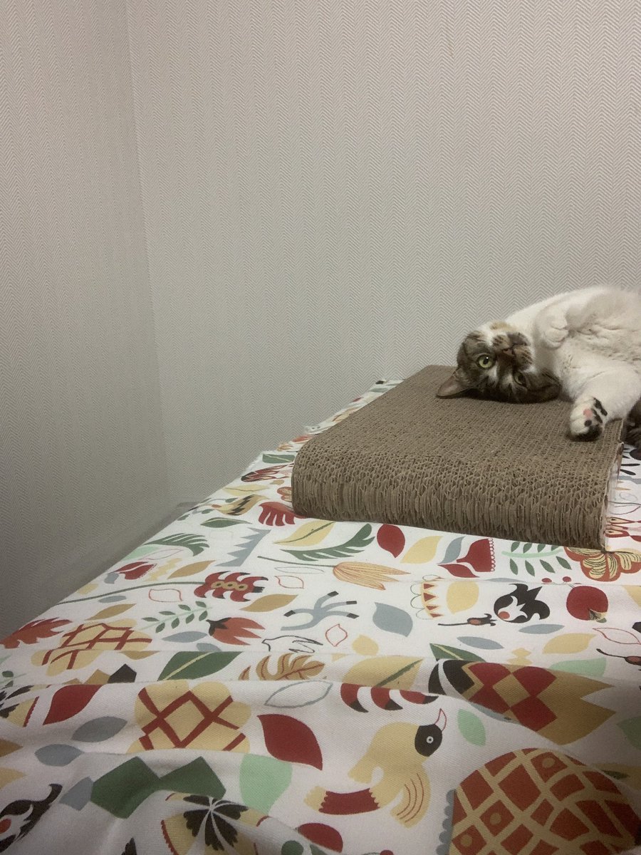 adopt_zzibu's tweet photo. 찌부가 등 뒤에서 뭐하나 보려고 셀카모드 켰는데.. 얘 제가 지 보는 거 알았던 거 같죠?? https://t.co/tnfx3qxs0i