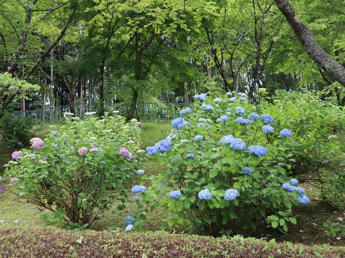 職場体験でお世話になっている小原中学校の山村です。緑の公園にササユリを見に、小原交流館へ紫陽花を見に行きました。ササユリは小原地区の花になってるため、大切に育てられているそうです。今がちょうど見頃で、緑の公園の他、小原和紙のふるさとでも見ることができます。＃豊田市＃小原＃ササユリ