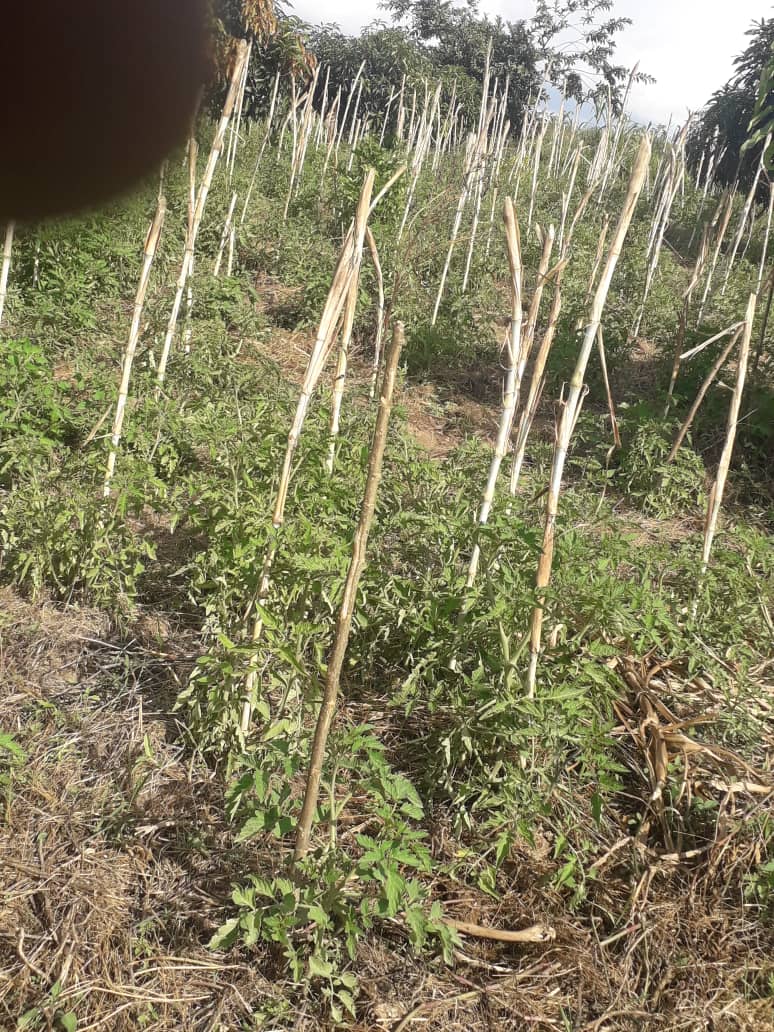 Bfarms4's tweet photo. @RwandAgriExport @afrifarmersm # imishingiriro https://t.co/RZEJxykH7K