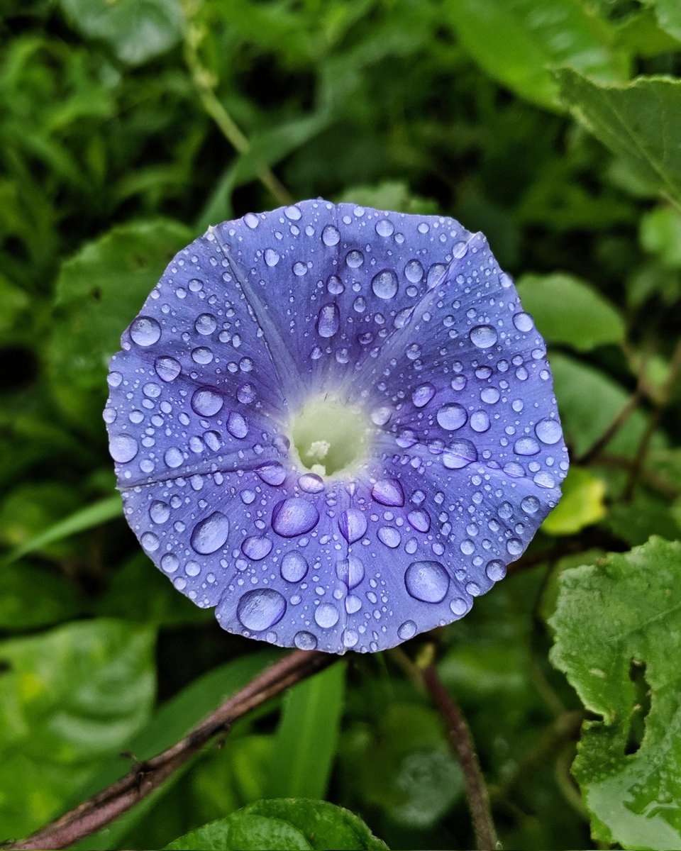 smitp36's tweet photo. After a rain shower.💜  #Teampixel #rainyday @GooglePixelFC @Googlelndia @madebygoogle https://t.co/SakCQa42H0
