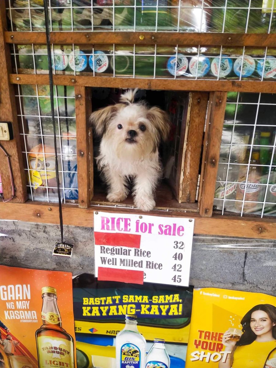 MovieQueenBea's tweet photo. While browsing thru an FB group for Shih Tsu lovers, I saw this cutie 🐶and another fave of mine sneaked 😁
#BeaAlonzo x #TanduaySelect https://t.co/rMO8rLQyN9