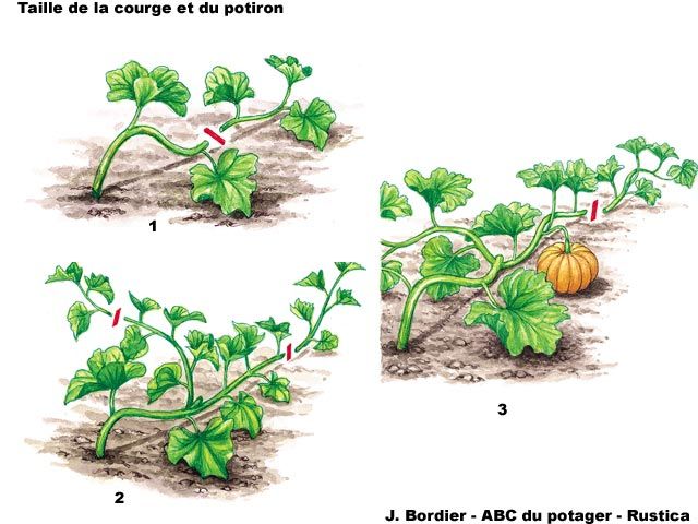 theviotmartial's tweet photo. Comment tailler les #potirons en 3 étapes ?
Quand le plant a 4 à 5 vraies feuilles, taillez juste au-dessus de la deuxième feuille.
Lorsque les tiges latérales ont 7 à 8 feuilles, taillez-les après la cinquième feuille. 
Enfin, tailler au-dessus des fruits
https://t.co/ECy5XoY7tC https://t.co/ihkU0lhuun