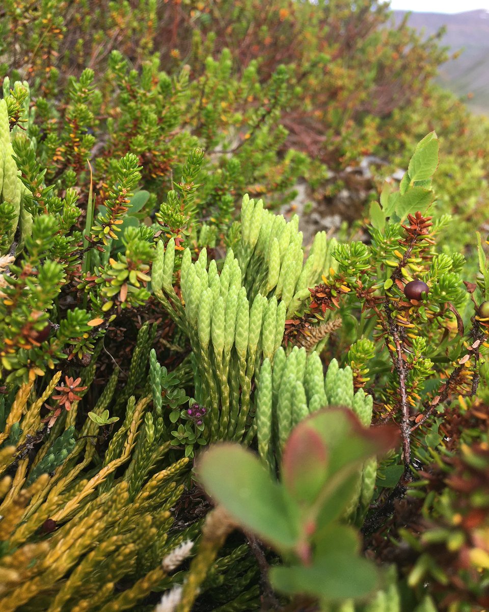 WayfindingGuide's tweet image. USA Book Update: still awaiting clearance from customs. Everything is ready to go once they arrive, but there is no news as to when the books will be freed from the border crossing.