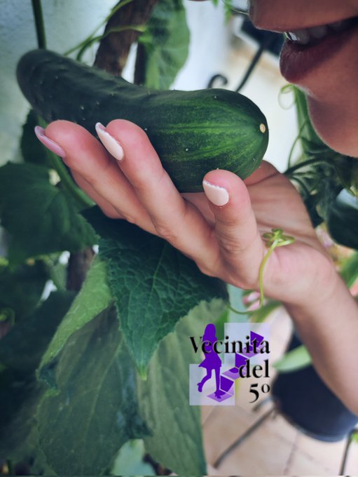 Ten&iacute;a esta foto de un "&aacute;rbol de pepinos" y he pensado... 🤔🤔 Si tuvierais que elegir un "&aacute;rbol de algo"<a href="/tag/domingodedeseosprohibidos"class="tags"><span>#domingodedeseosprohibidos</span></a>