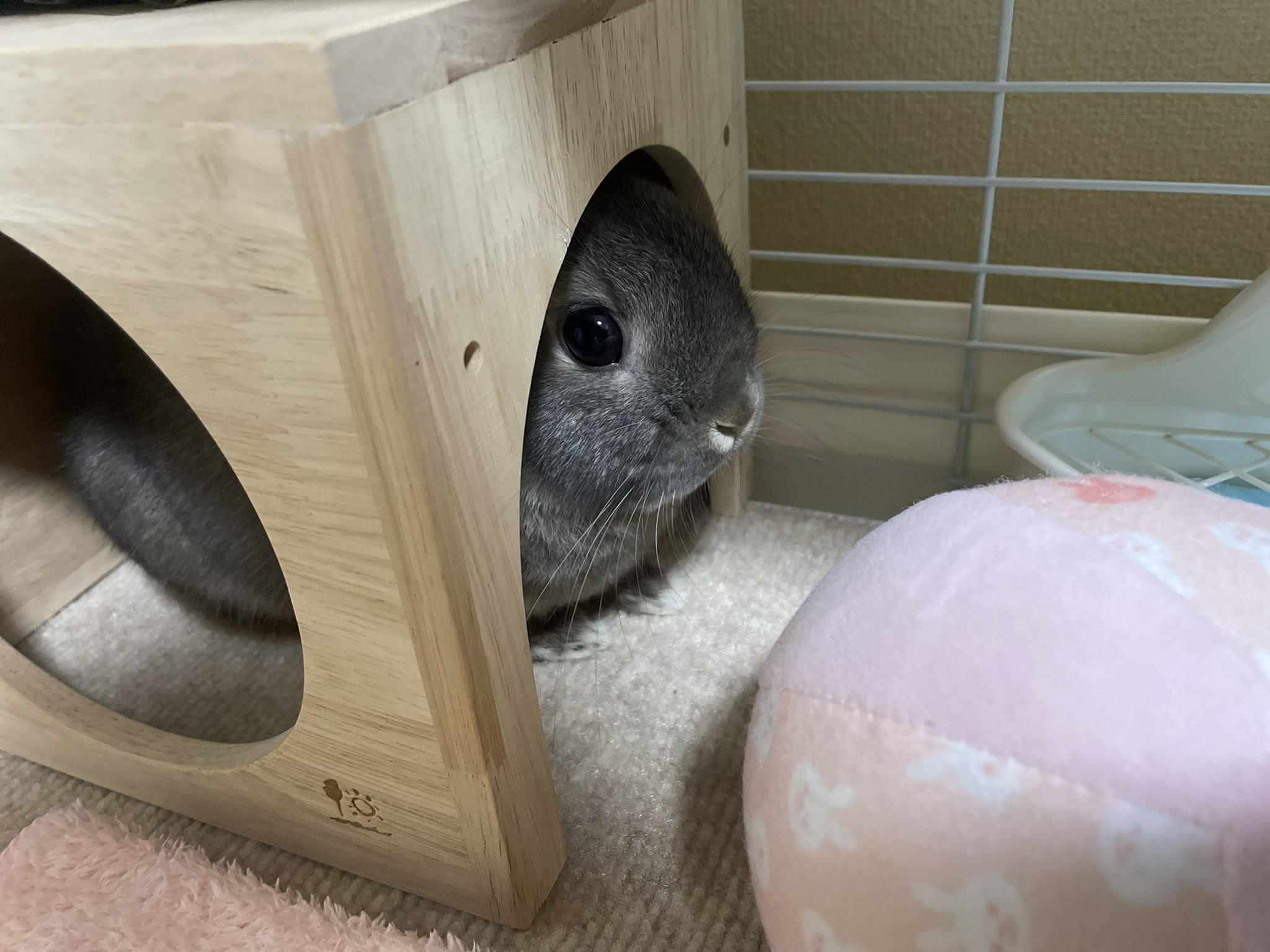 くるみたん の姉 時々下僕 Mochi Mofu K Twitter