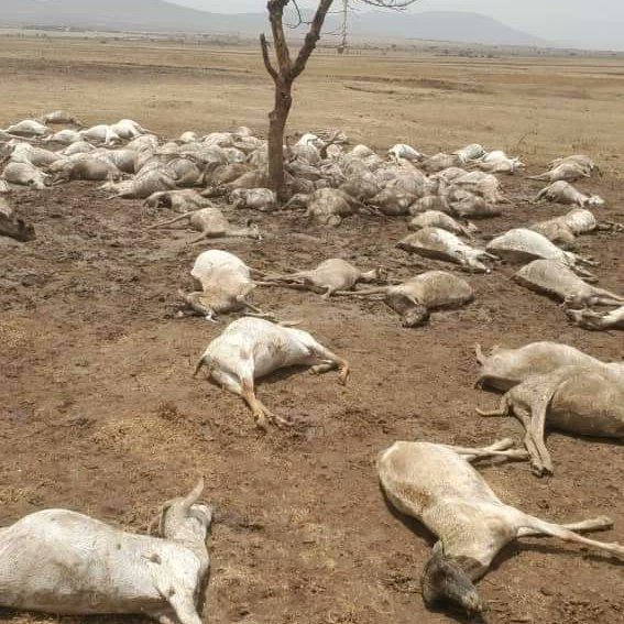 WakioDorcas's tweet photo. We have not forgotten what is happening in Garrisa.people are dying of hunger. Livestock starving due to lack of water. Children&amp; women walking long distances to fetch water. This is not Fiction but A reality to our communities. We demand #ClimateActionNow #Endfossilfuels https://t.co/7FQbVSiYCH