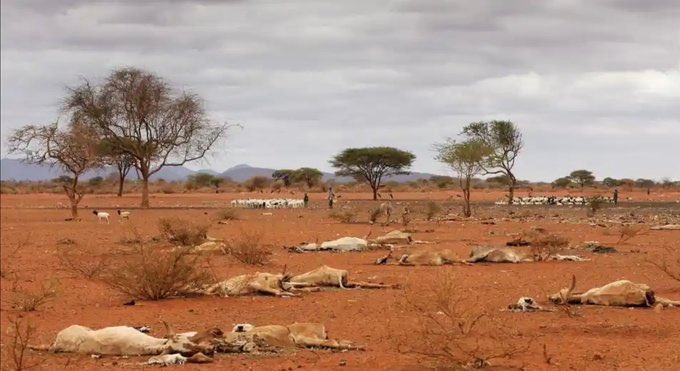 WakioDorcas's tweet photo. We have not forgotten what is happening in Garrisa.people are dying of hunger. Livestock starving due to lack of water. Children&amp; women walking long distances to fetch water. This is not Fiction but A reality to our communities. We demand #ClimateActionNow #Endfossilfuels https://t.co/7FQbVSiYCH