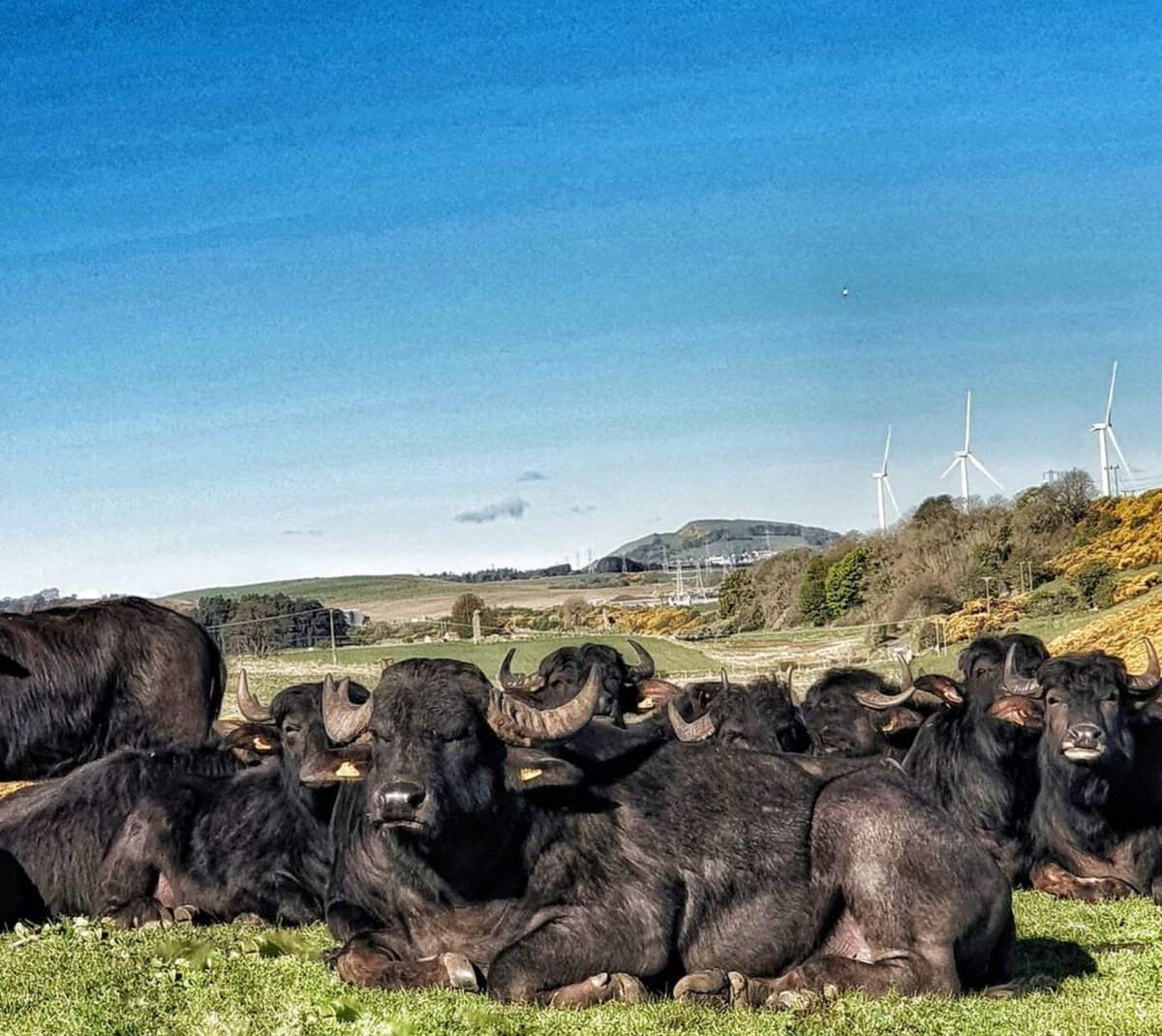 Good morning from the Buffalo Farm

Anyone else wish they could just have a lazy day and enjoy the sunshine!!