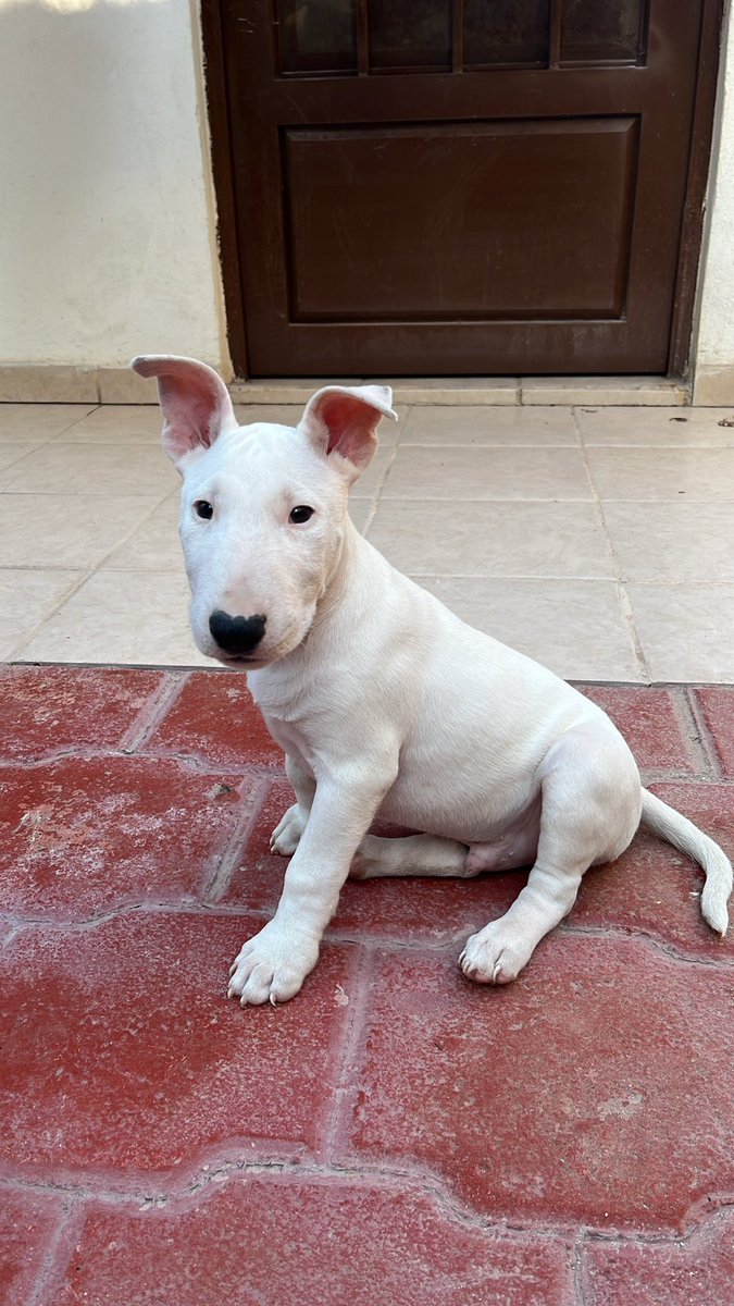 Alexisfuentes04's tweet photo. Les presento a rocco 🐶♥️#bullover https://t.co/DUmSS4giky