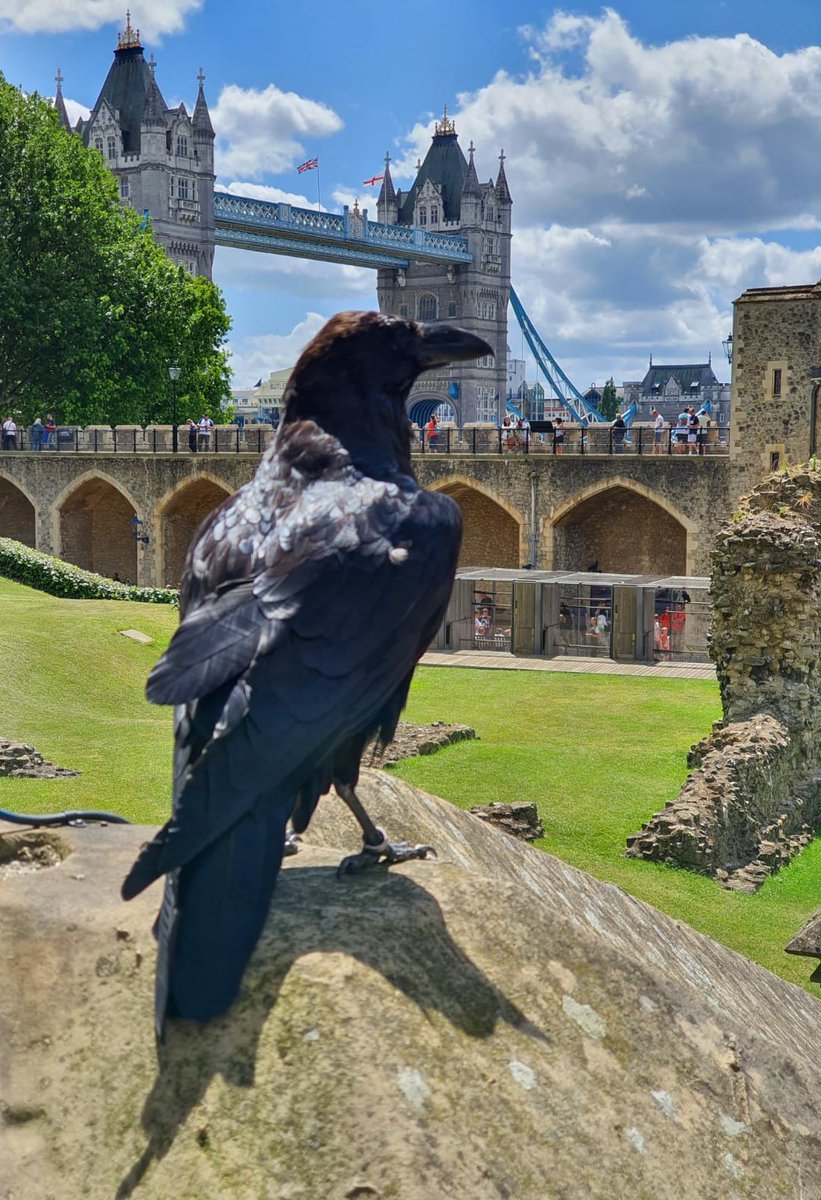 What a beauty. Fascinated by the Ravens at the Tower of London last weekend.
<a href="/ravenmaster1/">Ravenmaster</a> 
<a href="/TowerOfLondon/">The Tower of London</a>

#Raven #TowerOfLondon #Legend #Protect

Photo credit: <a href="/Calummills26/">Calum Mills</a>