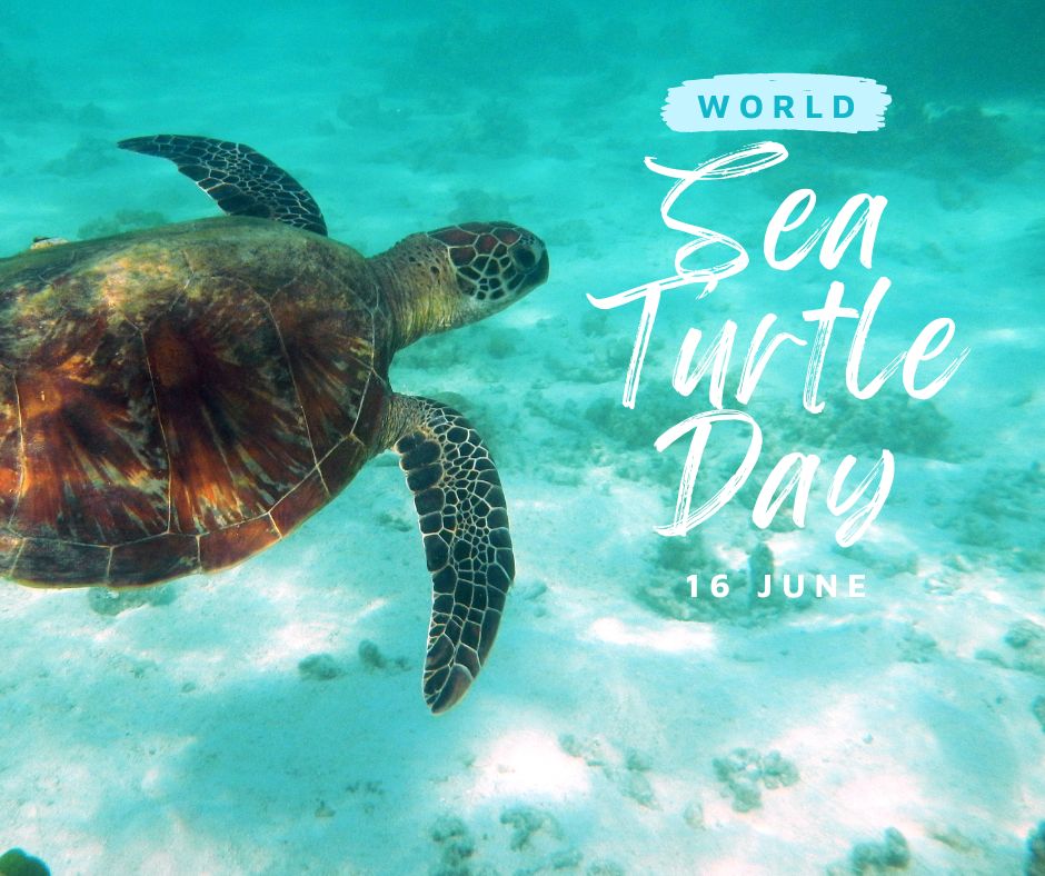 Six out of 7 sea turtle species are threatened with #extinction. 

On #SeaTurtleDay, dive deeper with us - find out why turtles are disappearing and how we can help their populations recover.
@Coral_Triangle @WWFPak @WWF @hnaqikhan @MakhdoomMasood @WWF_DG