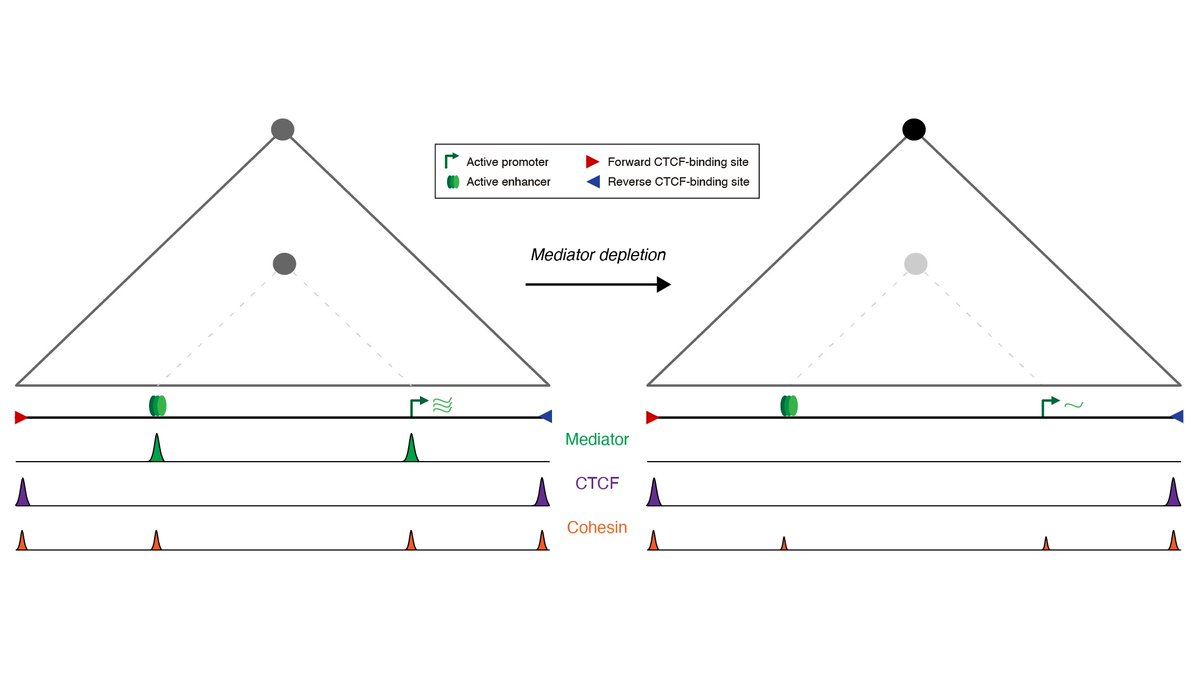 📣 Happy to share our new pre-print: The Mediator complex regulates enhancer-promoter interactions. biorxiv.org/content/10.110… Short thread below ⬇️ (1/6)