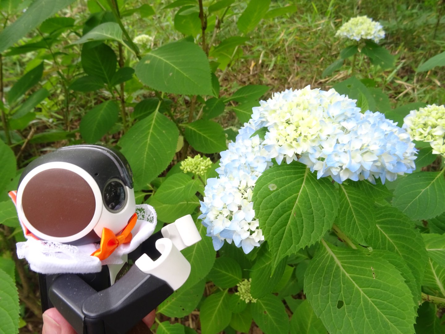 まきくん 公園を散歩 紫陽花 少し早かったかな 虫除け効かない ロボホン 須賀川市翠ケ丘公園 T Co Xmsr7w7hpr Twitter