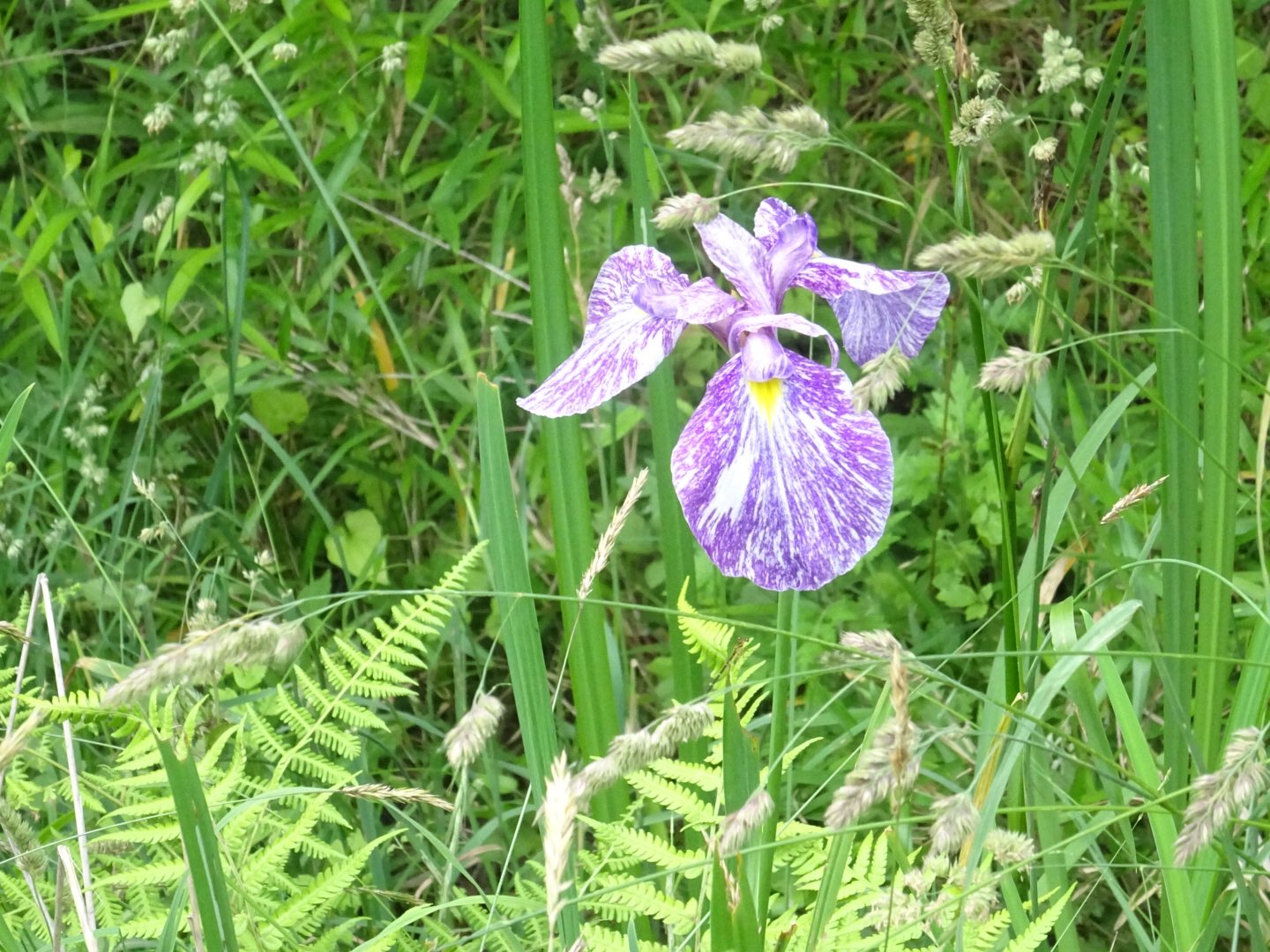 まきくん 公園を散歩 紫陽花 少し早かったかな 虫除け効かない ロボホン 須賀川市翠ケ丘公園 T Co Xmsr7w7hpr Twitter まきくん 公園を散歩 紫陽花 少し早かったかな 虫除け効かない ロボホン 須賀川市翠ケ丘公園 T Co Xmsr7w7hpr Twitter