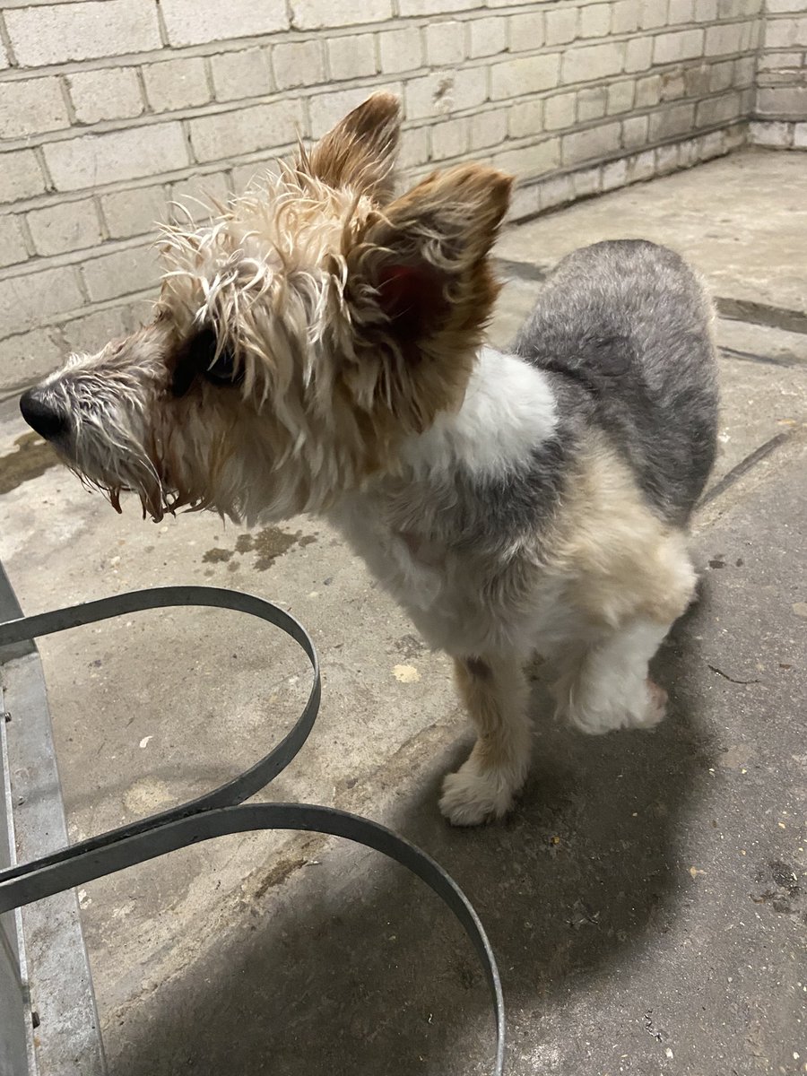 NE_TrafficCop's tweet photo. This little rascal failed to stop for me last night. A short pursuit down the middle of the road in @MPSHavering was brought to a safe conclusion with a reinforced stop. Owner found by power of social media. #dogslife #RTPC #metpoliceuk #trafpol https://t.co/mWzjLuOX9f
